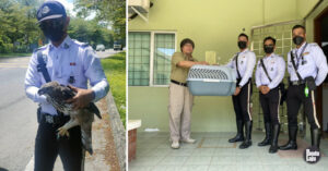 Netizen Puji Anggota Polis Bantu Selamatkan Helang Terlibat Kemalangan