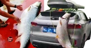 Pemandu gantung ikan kap gergasi belakang kereta