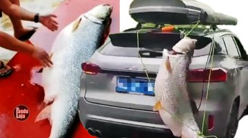 Pemandu gantung ikan kap gergasi belakang kereta