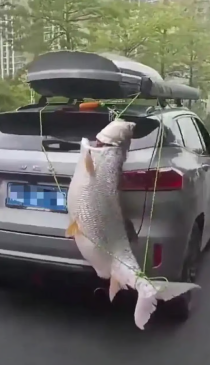 Pemandu gantung ikan kap gergasi belakang kereta