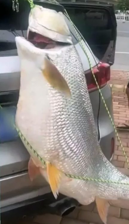 Pemandu gantung ikan kap gergasi belakang kereta