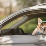 Volkswagen Pet Collection: Furever in Style