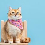 Volkswagen Pet Collection: Furever in Style