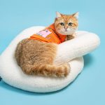 Volkswagen Pet Collection: Furever in Style