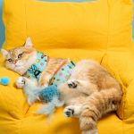 Volkswagen Pet Collection: Furever in Style