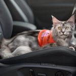 Volkswagen Pet Collection: Furever in Style