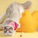 Volkswagen Pet Collection: Furever in Style
