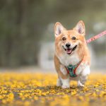 Volkswagen Pet Collection: Furever in Style