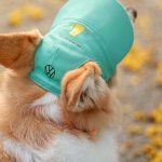 Volkswagen Pet Collection: Furever in Style