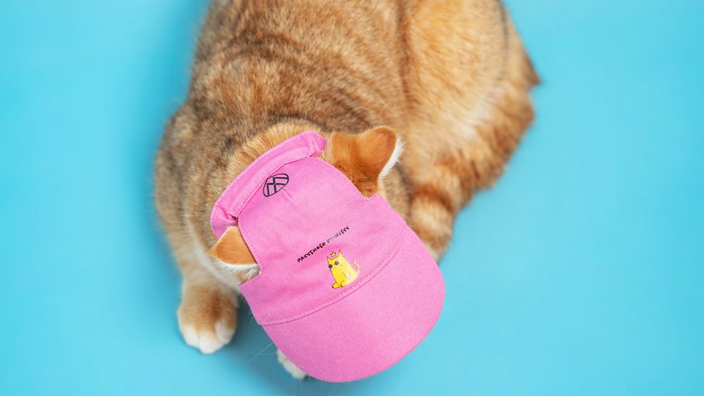Volkswagen Pet Collection: Furever in Style