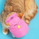 Volkswagen Pet Collection: Furever in Style