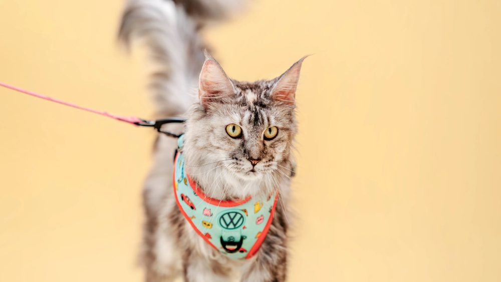 Volkswagen Pet Collection: Furever in Style