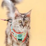 Volkswagen Pet Collection: Furever in Style