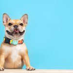 Volkswagen Pet Collection: Furever in Style