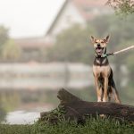 Volkswagen Pet Collection: Furever in Style