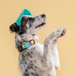 Volkswagen Pet Collection: Furever in Style