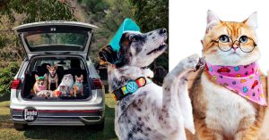 Volkswagen Pet Collection: Furever in Style