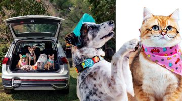 Volkswagen Pet Collection: Furever in Style